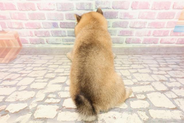埼玉県の豆柴 (Coo&RIKUアニマルケアセンター大宮/2025年5月7日生まれ/女の子/赤)の子犬の4枚目の画像
