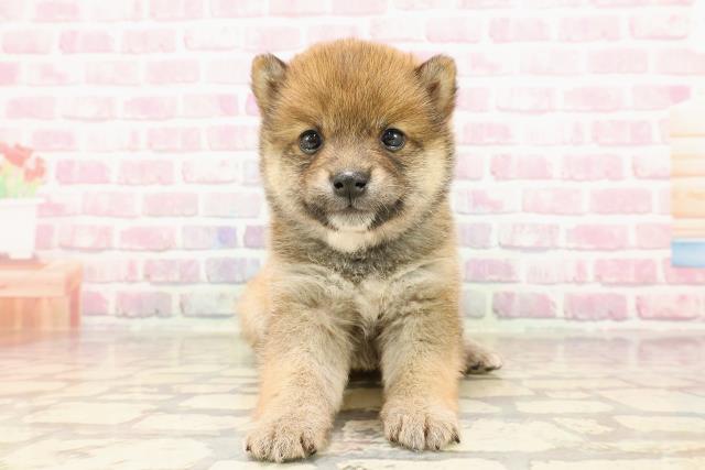 埼玉県の豆柴 (Coo&RIKUアニマルケアセンター大宮/2025年5月7日生まれ/男の子/赤)の子犬の1枚目の画像