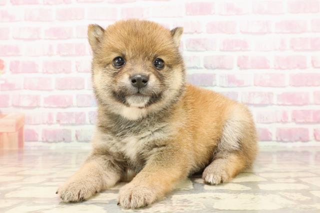埼玉県の豆柴 (Coo&RIKUアニマルケアセンター大宮/2025年5月7日生まれ/男の子/赤)の子犬の2枚目の画像