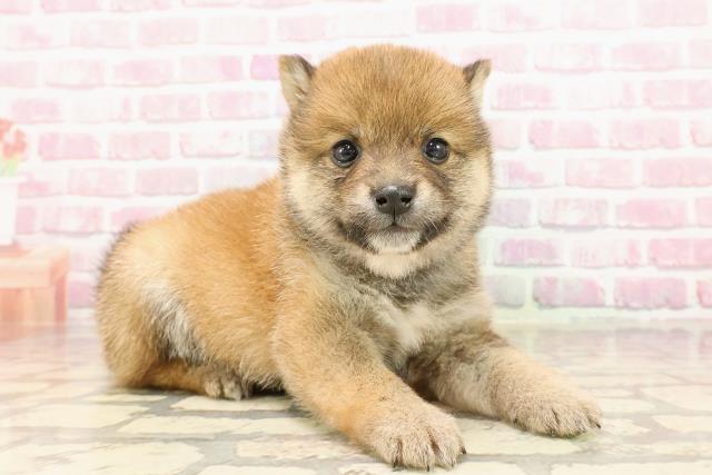埼玉県の豆柴 (Coo&RIKUアニマルケアセンター大宮/2025年5月7日生まれ/男の子/赤)の子犬の3枚目の画像