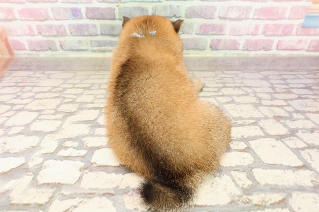 埼玉県の豆柴 (Coo&RIKUアニマルケアセンター大宮/2025年5月7日生まれ/男の子/赤)の子犬の4枚目の画像