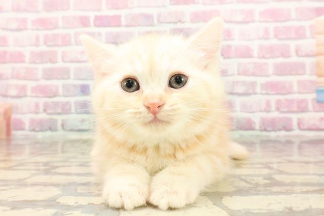埼玉県のブリティッシュショートヘアー (Coo&RIKUアニマルケアセンター大宮/2025年5月5日生まれ/男の子/カメオタビー)の子猫の1枚目の画像