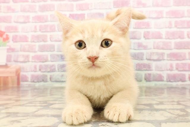埼玉県のアメリカンショートヘアー (Coo&RIKU春日部店/2025年5月2日生まれ/男の子/クリームタビー)の子猫の1枚目の画像