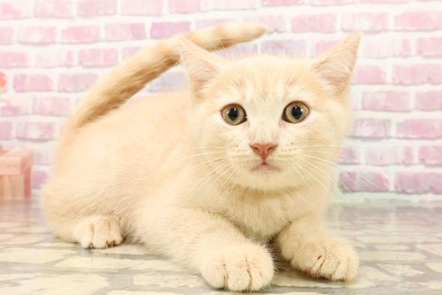 埼玉県のアメリカンショートヘアー (Coo&RIKU春日部店/2025年5月2日生まれ/男の子/クリームタビー)の子猫の3枚目の画像