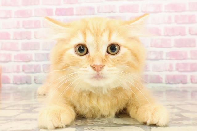 埼玉県のラガマフィン (Coo&RIKUアニマルケアセンター大宮/2025年5月3日生まれ/男の子/レッドタビー)の子猫の1枚目の画像