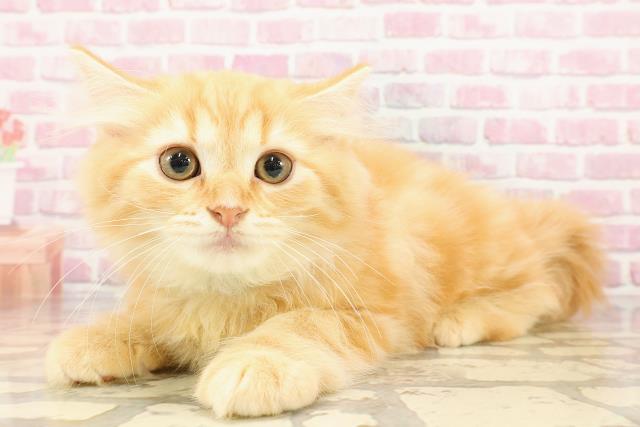 埼玉県のラガマフィン (Coo&RIKUアニマルケアセンター大宮/2025年5月3日生まれ/男の子/レッドタビー)の子猫の2枚目の画像
