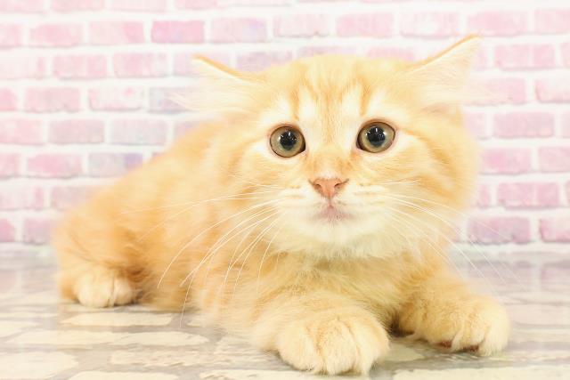 埼玉県のラガマフィン (Coo&RIKUアニマルケアセンター大宮/2025年5月3日生まれ/男の子/レッドタビー)の子猫の3枚目の画像
