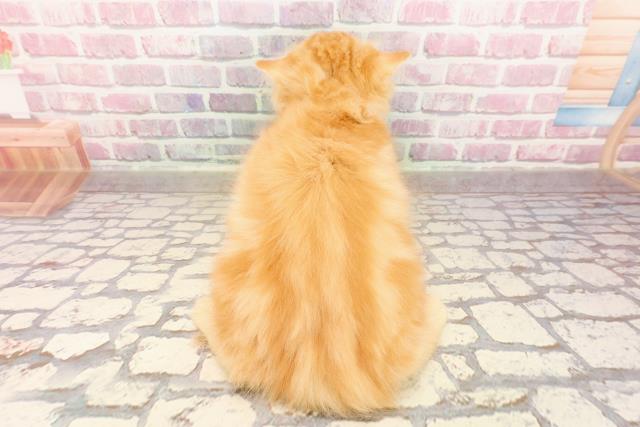 埼玉県のラガマフィン (Coo&RIKUアニマルケアセンター大宮/2025年5月3日生まれ/男の子/レッドタビー)の子猫の4枚目の画像