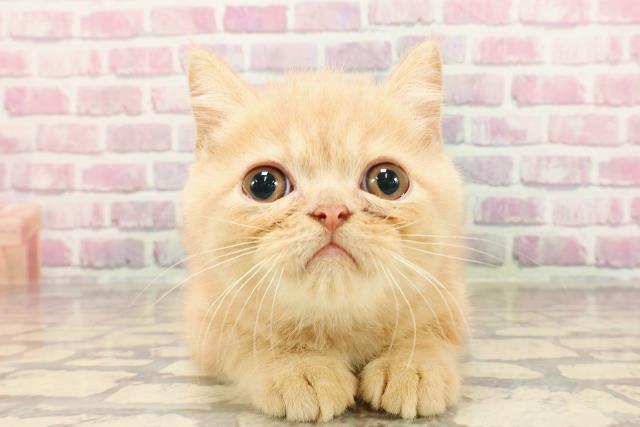 東京都のエキゾチック (Coo&RIKU高円寺店/2025年5月2日生まれ/男の子/クリームタビー)の子猫の1枚目の画像