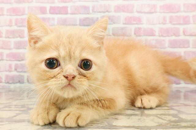 東京都のエキゾチック (Coo&RIKU高円寺店/2025年5月2日生まれ/男の子/クリームタビー)の子猫の2枚目の画像