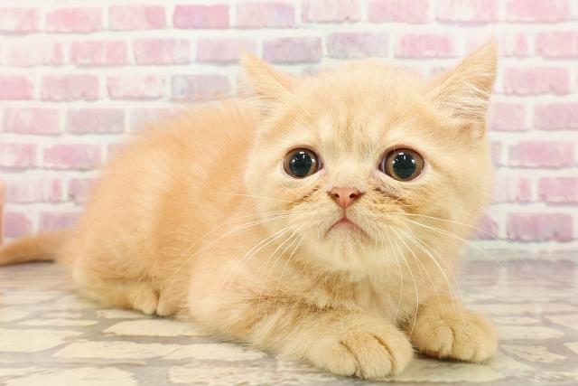 東京都のエキゾチック (Coo&RIKU高円寺店/2025年5月2日生まれ/男の子/クリームタビー)の子猫の3枚目の画像