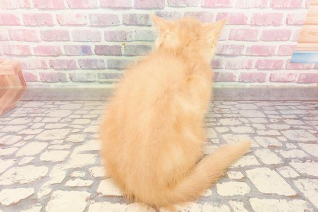 東京都のエキゾチック (Coo&RIKU高円寺店/2025年5月2日生まれ/男の子/クリームタビー)の子猫の4枚目の画像