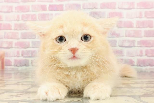 埼玉県のサイベリアン (Coo&RIKUアニマルケアセンター大宮/2025年5月1日生まれ/男の子/クリームタビー)の子猫の1枚目の画像