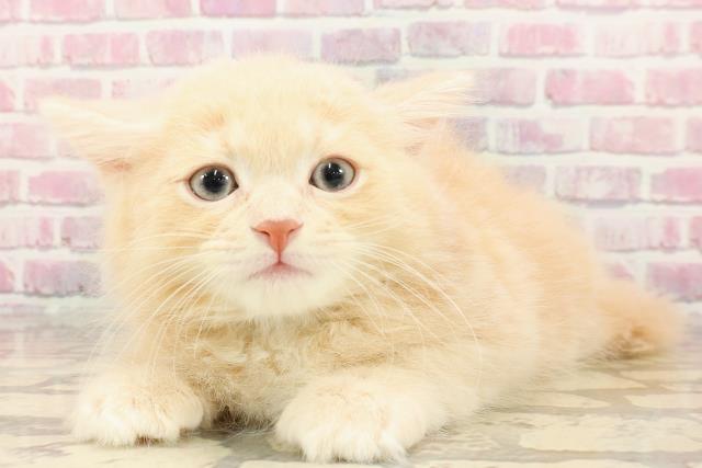 埼玉県のサイベリアン (Coo&RIKUアニマルケアセンター大宮/2025年5月1日生まれ/男の子/クリームタビー)の子猫の2枚目の画像