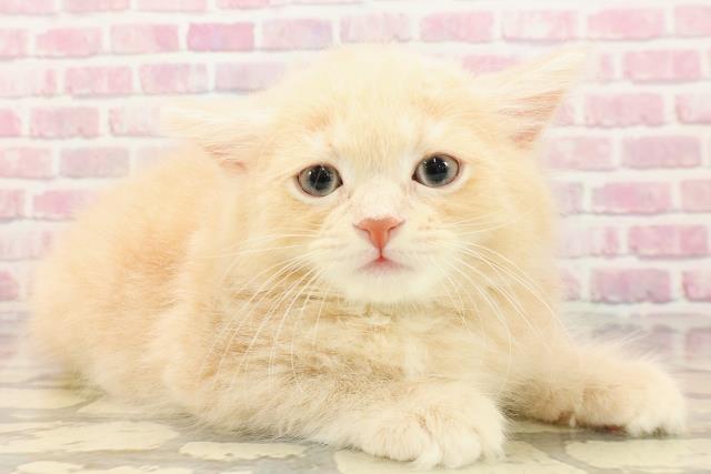 埼玉県のサイベリアン (Coo&RIKUアニマルケアセンター大宮/2025年5月1日生まれ/男の子/クリームタビー)の子猫の3枚目の画像