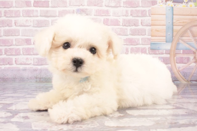 兵庫県のビションフリーゼ (Coo&RIKU神戸東灘店/2025年5月7日生まれ/男の子/ホワイト)の子犬の3枚目の画像