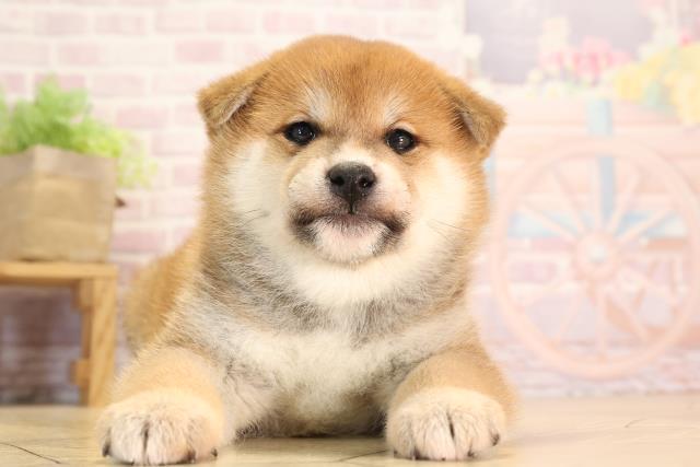 愛知県の柴犬(標準サイズ) (Coo&RIKU岡崎店/2025年1月12日生まれ/男の子/赤)の子犬の1枚目の画像