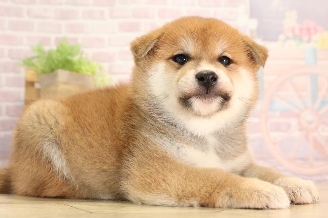 愛知県の柴犬(標準サイズ) (Coo&RIKU岡崎店/2025年1月12日生まれ/男の子/赤)の子犬の2枚目の画像