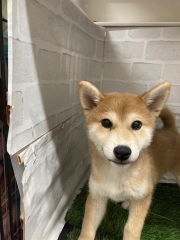愛知県の柴犬(標準サイズ) (Coo&RIKU岡崎店/2025年1月12日生まれ/男の子/赤)の子犬の3枚目の画像