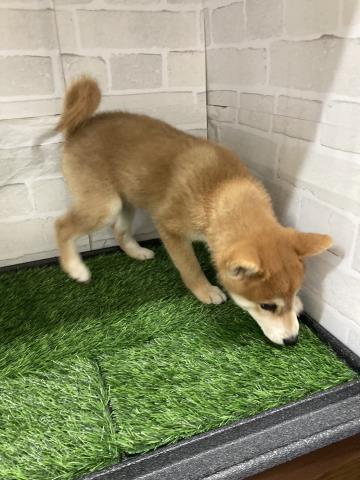 愛知県の柴犬(標準サイズ) (Coo&RIKU岡崎店/2025年1月12日生まれ/男の子/赤)の子犬の4枚目の画像
