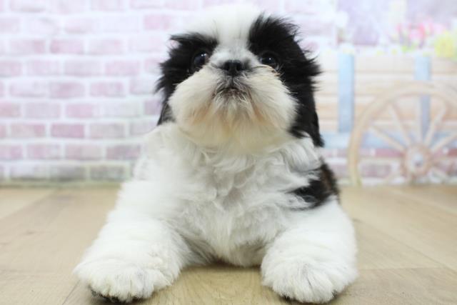福島県のシーズー (Coo&RIKU郡山店/2025年5月7日生まれ/女の子/ホワイトブラック)の子犬の1枚目の画像