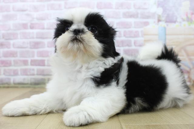 福島県のシーズー (Coo&RIKU郡山店/2025年5月7日生まれ/女の子/ホワイトブラック)の子犬の2枚目の画像