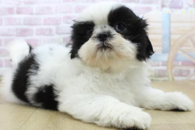 福島県のシーズー (Coo&RIKU郡山店/2025年5月7日生まれ/女の子/ホワイトブラック)の子犬の3枚目の画像