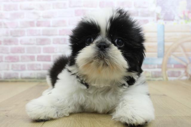宮城県のシーズー (Coo&RIKUイオンタウン古川店/2025年5月7日生まれ/女の子/ホワイトブラック)の子犬