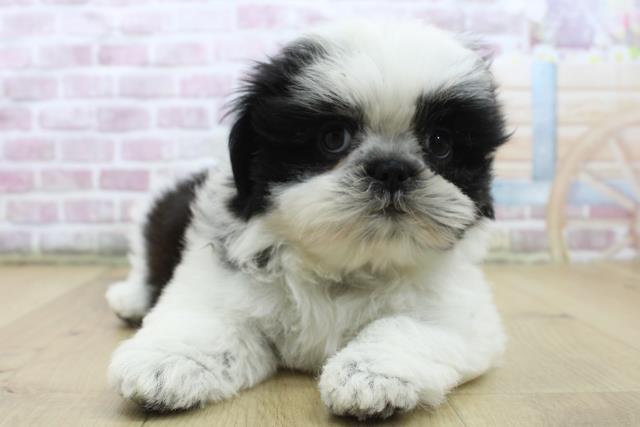 宮城県のシーズー (Coo&RIKU石巻店/2025年5月7日生まれ/女の子/ホワイトブラック)の子犬