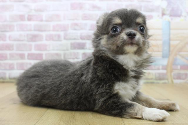 青森県のチワワ(ロング) (Coo&RIKU青森店/2025年5月7日生まれ/女の子/ブルータンホワイト)の子犬の3枚目の画像