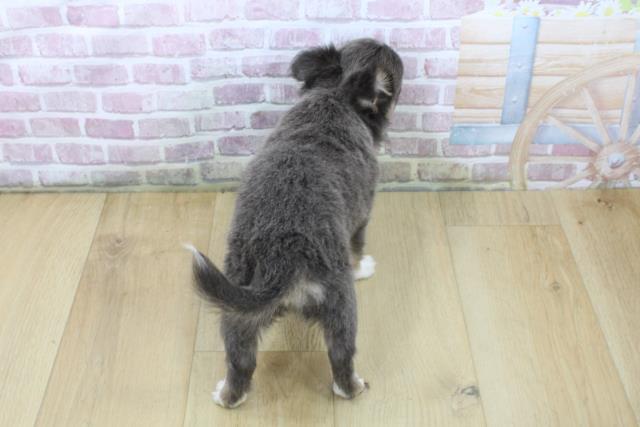 青森県のチワワ(ロング) (Coo&RIKU青森店/2025年5月7日生まれ/女の子/ブルータンホワイト)の子犬の4枚目の画像