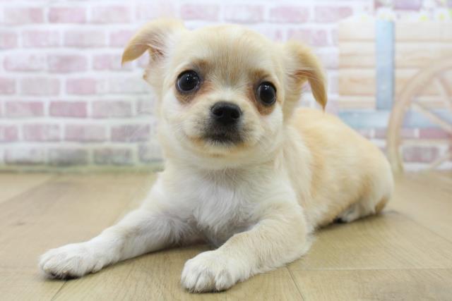 福島県のチワワ(ロング) (Coo&RIKUいわき店/2025年5月7日生まれ/女の子/クリームホワイト)の子犬の2枚目の画像