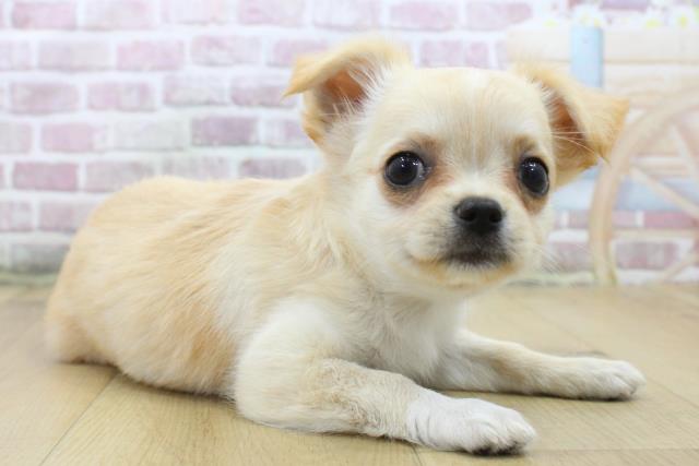 福島県のチワワ(ロング) (Coo&RIKUいわき店/2025年5月7日生まれ/女の子/クリームホワイト)の子犬の3枚目の画像
