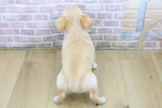 福島県のチワワ(ロング) (Coo&RIKUいわき店/2025年5月7日生まれ/女の子/クリームホワイト)の子犬の4枚目の画像