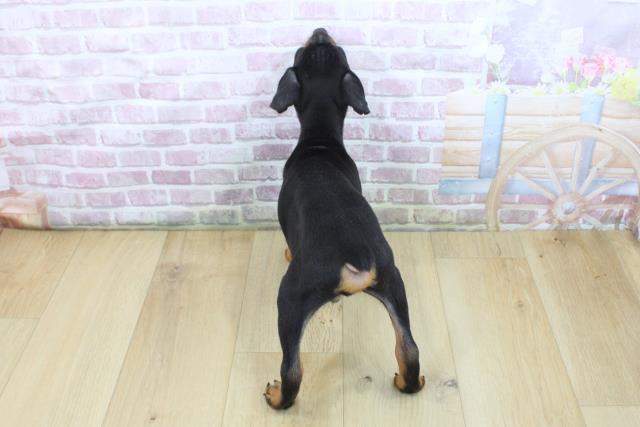 福井県のミニチュアピンシャー (Coo&RIKU福井店/2025年5月8日生まれ/男の子/ブラックタン)の子犬の4枚目の画像
