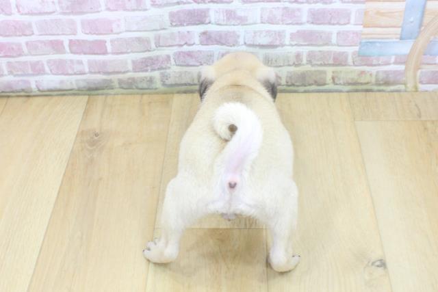 青森県のパグ (Coo&RIKU弘前店/2025年5月2日生まれ/女の子/フォーン)の子犬の4枚目の画像