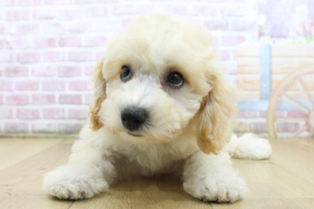 山形県のビションプー(ビションフリーゼ×プードル) (Coo&RIKU山形店/2025年5月2日生まれ/女の子/クリーム)の子犬の1枚目の画像