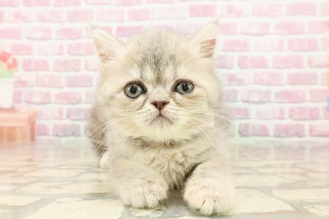 エキゾチック