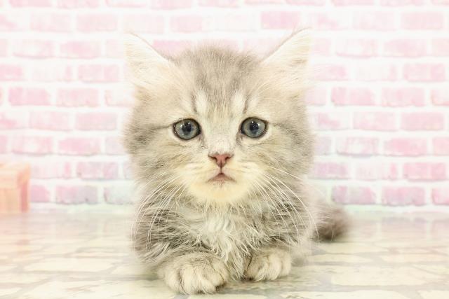 福井県のミヌエット (Coo&RIKU福井店/2025年5月8日生まれ/男の子/ブルータビー)の子猫の1枚目の画像