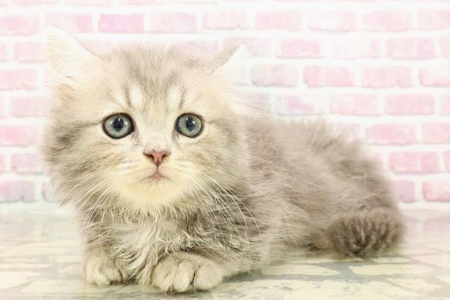 福井県のミヌエット (Coo&RIKU福井店/2025年5月8日生まれ/男の子/ブルータビー)の子猫の2枚目の画像