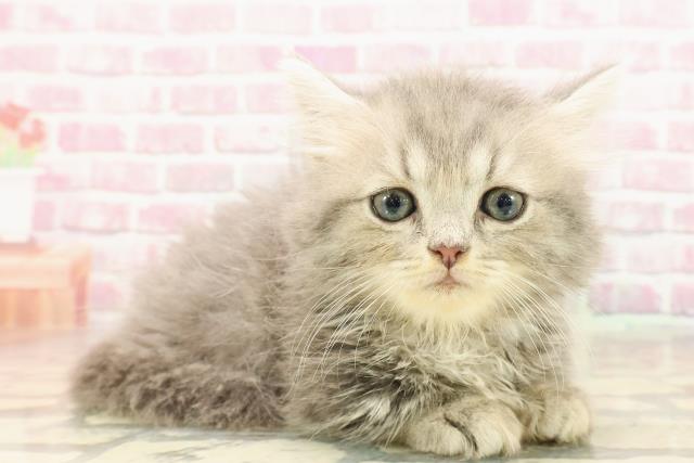 福井県のミヌエット (Coo&RIKU福井店/2025年5月8日生まれ/男の子/ブルータビー)の子猫の3枚目の画像