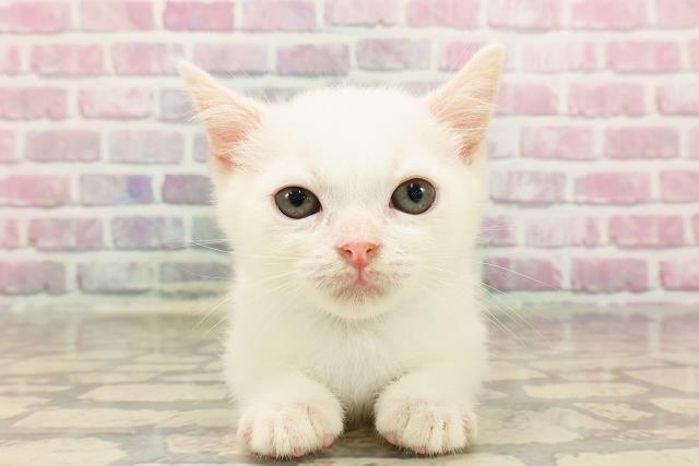 埼玉県のマンチカン (Coo&RIKUアニマルケアセンター大宮/2025年4月30日生まれ/男の子/ホワイト)の子猫の1枚目の画像