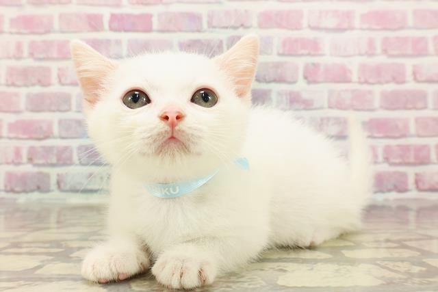 埼玉県のマンチカン (Coo&RIKUアニマルケアセンター大宮/2025年4月30日生まれ/男の子/ホワイト)の子猫の2枚目の画像