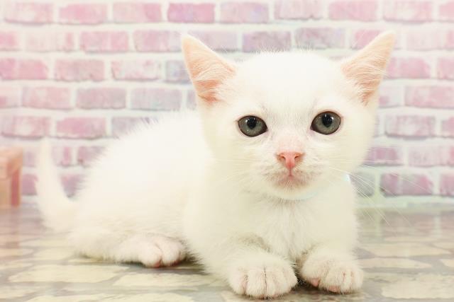 埼玉県のマンチカン (Coo&RIKUアニマルケアセンター大宮/2025年4月30日生まれ/男の子/ホワイト)の子猫の3枚目の画像