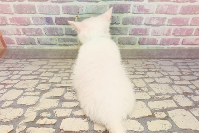埼玉県のマンチカン (Coo&RIKUアニマルケアセンター大宮/2025年4月30日生まれ/男の子/ホワイト)の子猫の4枚目の画像
