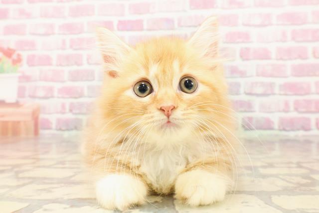 東京都のラガマフィン (Coo&RIKU池袋西口店/2025年5月6日生まれ/女の子/レッドタビーホワイト)の子猫の1枚目の画像
