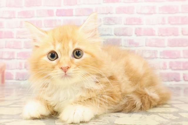 東京都のラガマフィン (Coo&RIKU池袋西口店/2025年5月6日生まれ/女の子/レッドタビーホワイト)の子猫の2枚目の画像