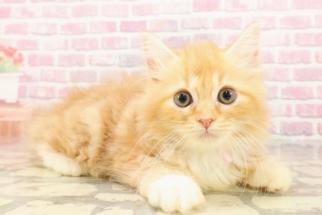 東京都のラガマフィン (Coo&RIKU池袋西口店/2025年5月6日生まれ/女の子/レッドタビーホワイト)の子猫の3枚目の画像
