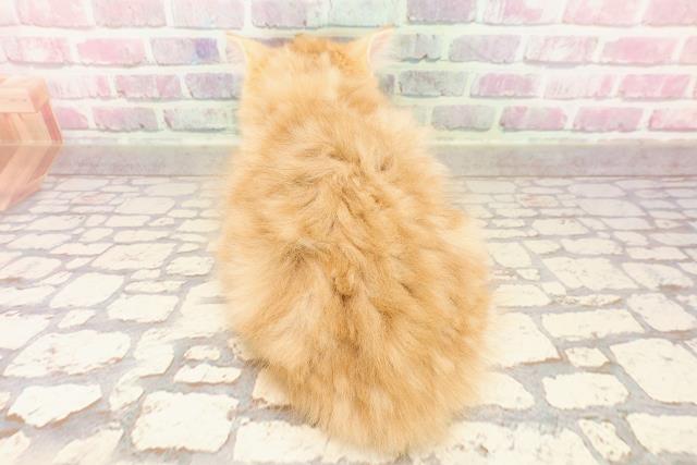 東京都のラガマフィン (Coo&RIKU池袋西口店/2025年5月6日生まれ/女の子/レッドタビーホワイト)の子猫の4枚目の画像