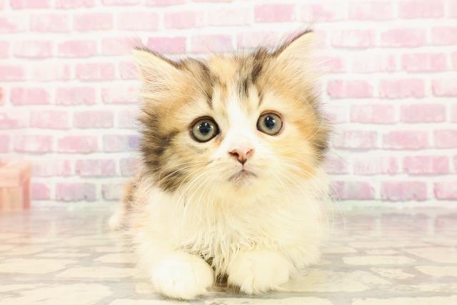北海道のミヌエット（長足） (Coo&RIKU釧路店/2025年5月8日生まれ/女の子/キャリコ)の子猫の1枚目の画像